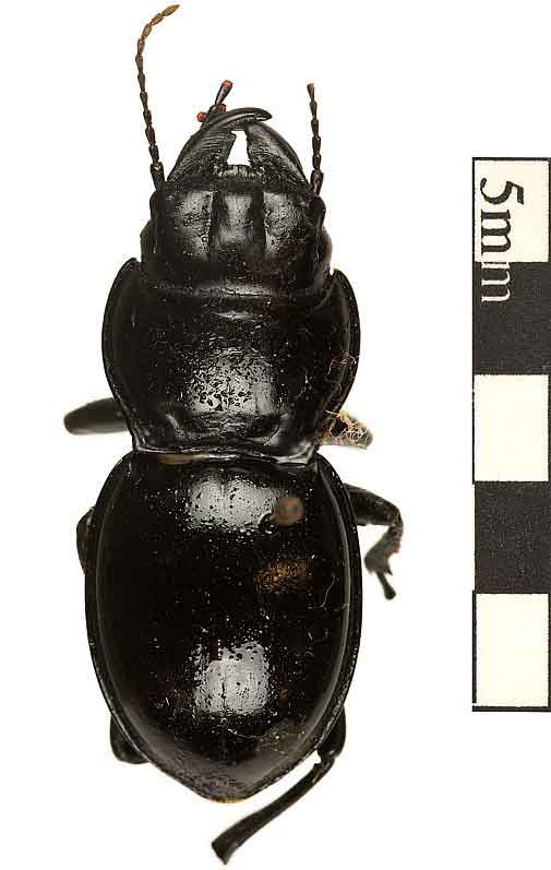 Pasimachus elongatus