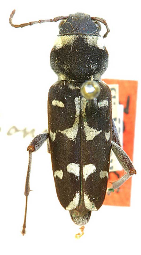 Xylotrechus albonotatus