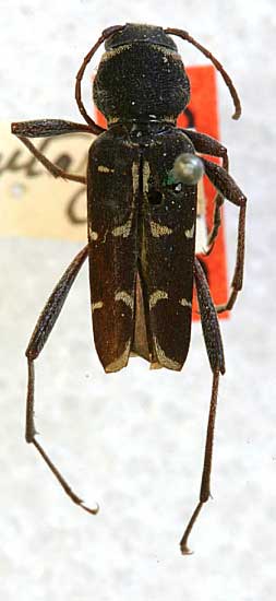 Xylotrechus longitarsis