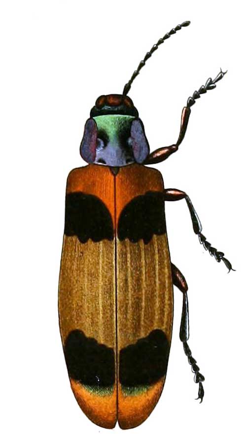Chrysochroa corbetti