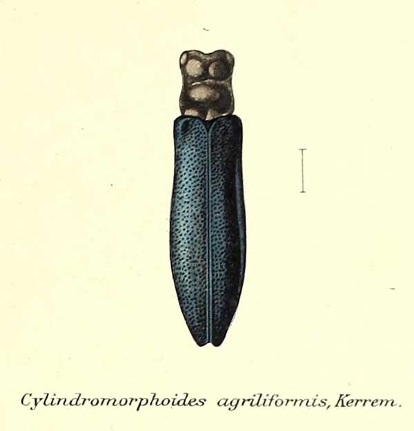 Cylindromorphoides agriliformis