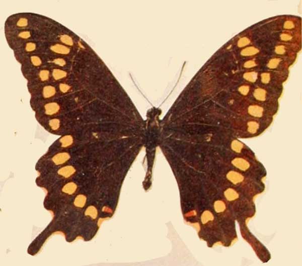 Papilio aristor
