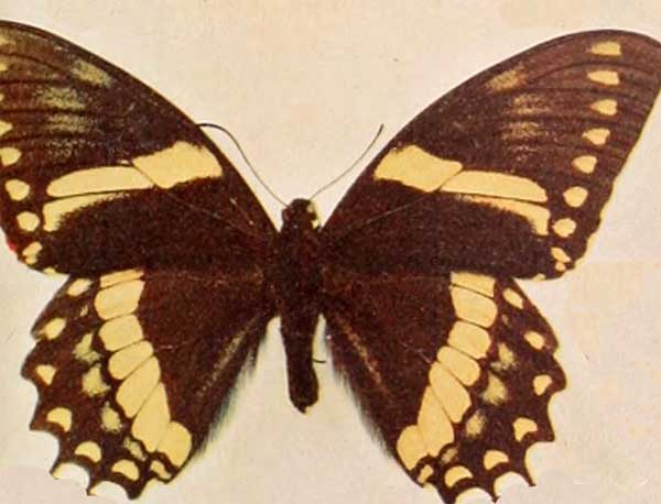 Papilio menatius coelebs