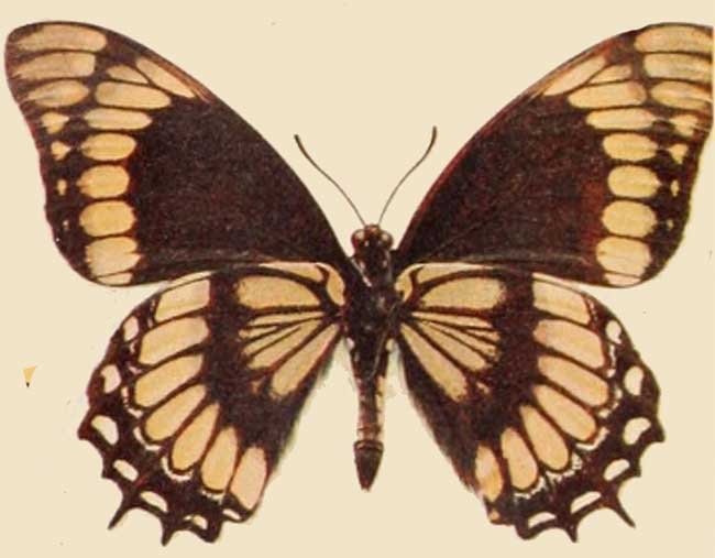 Papilio scamander