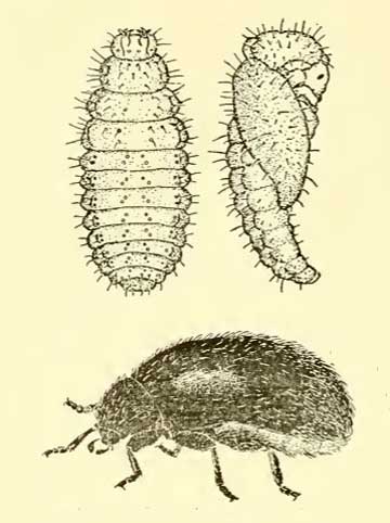 Stethorus punctum picipes