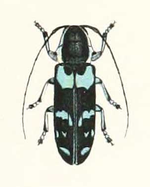 Tragocephala caerulescens