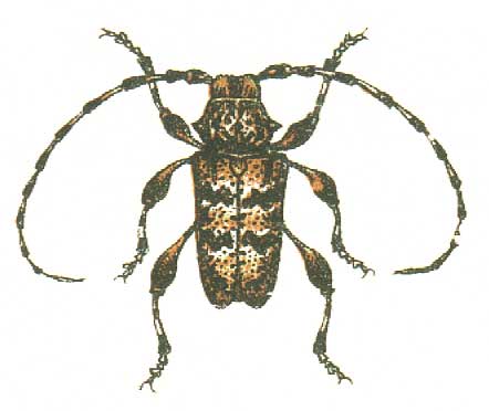 Aegomorphus clavipes