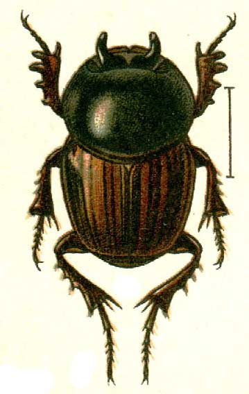 Onthophagus transcaspicus