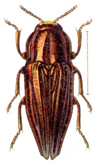 Sphenoptera canaliculata