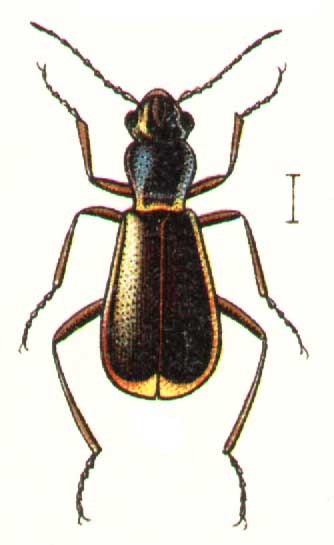 Sphinginus lobatus