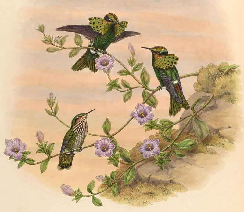 Lophornis pavoninus