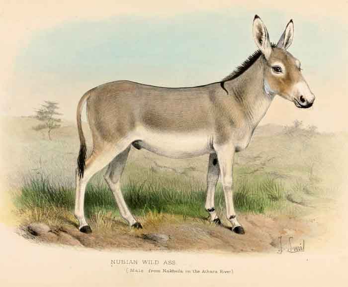 Equus africanus