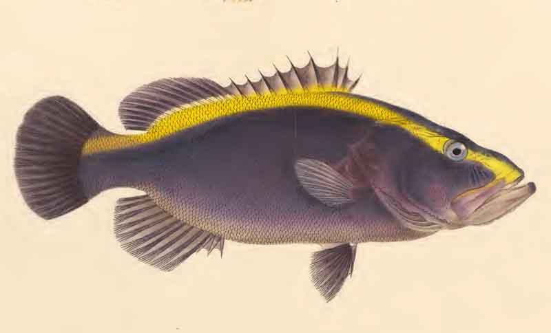 Aulacocephalus temminckii