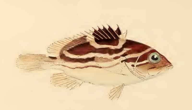 Epinephelus poecilonotus