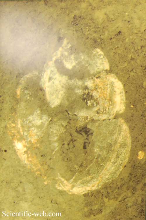 Viviparidae sp. Fossil
