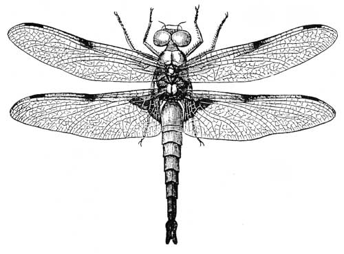 134. Libellula quadrimaculata.