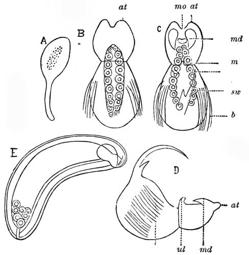 197. Development of Egg-parasites.