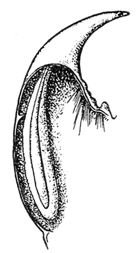 15. Mandible of Scolopendra cingulata showing venom gland. After Dubosq.