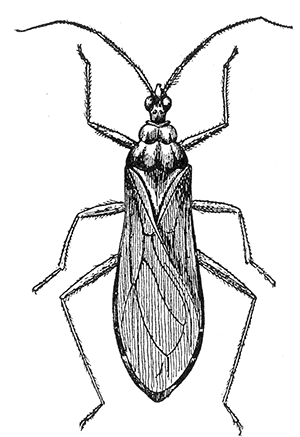 20. Reduvius (Opsicœtus) personatus. (×2).