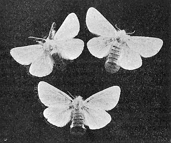 36. Browntail moths. One male and two females. Photograph by M. V. S.