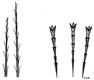 37. (a) Ordinary hairs and three poison hairs of subdorsal and lateral tubercles of the larva of the browntail moth. Drawing by Miss Kephart.