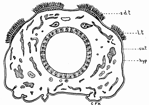 38. Cross section of the larva of the browntail moth showing the tubercles bearing the poison hairs. Drawing by Miss Kephart.