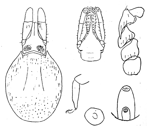 50. Ixodes ricinus, var. scapularis, female. Capitulum and scutum; ventral aspect of capitulum; coxæ; tarsus 4; spiracle; genital and anal grooves. After Nuttall and Warburton.