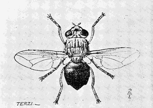 83. Dermatobia cyaniventris (×1¾). After Graham-Smith.