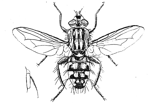 106. A flesh fly (Sarcophaga), (×4). After Graham-Smith.