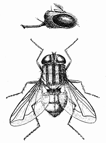 107. Chrysomyia macellaria, (×3).