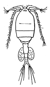 122. Cyclops, the intermediate host of Dracunculus.