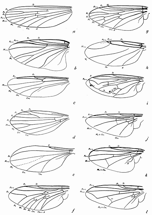 163. Wings of Diptera. (a) Anopheles; (b) Prosimulium; (c) Johannseniella; (d) Phlebotomus (After Doerr and Russ); (e) Tersesthes (after Townsend); (f) Tabanus; (g) Symphoromyia; (h) Aphiochæta; (i) Eristalis; (j) Gastrophilus; (k) Fannia; (l) Musca.