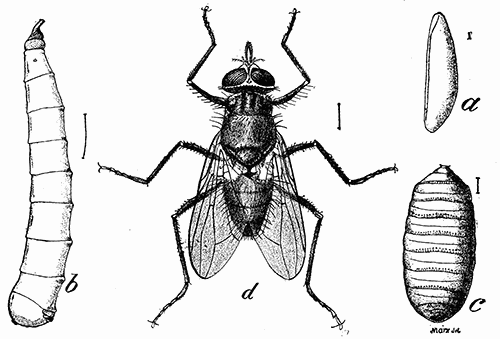 167. Horn fly. (a) egg; (b) larva; (c) puparium; (d) adult. (×4). Bureau of Entomology