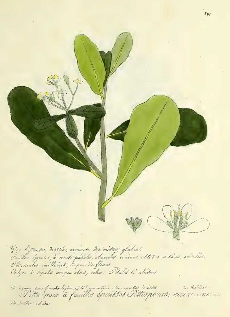 Pittosporum coriaceum