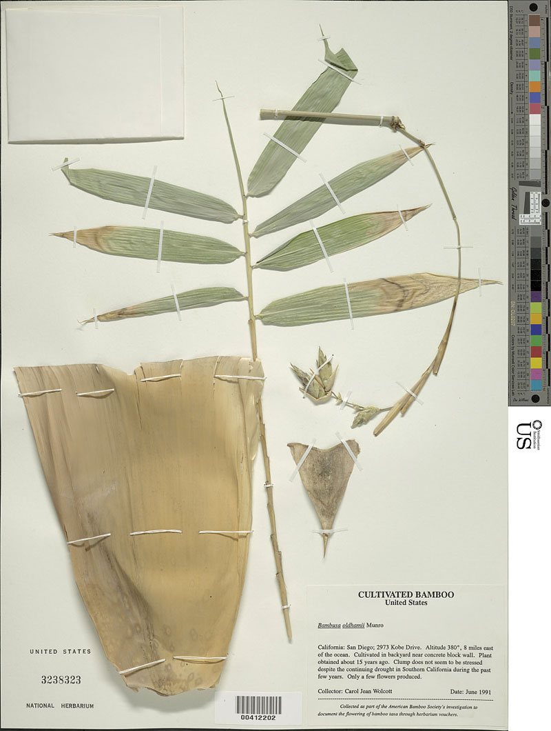 Bambusa dolichomerithalla