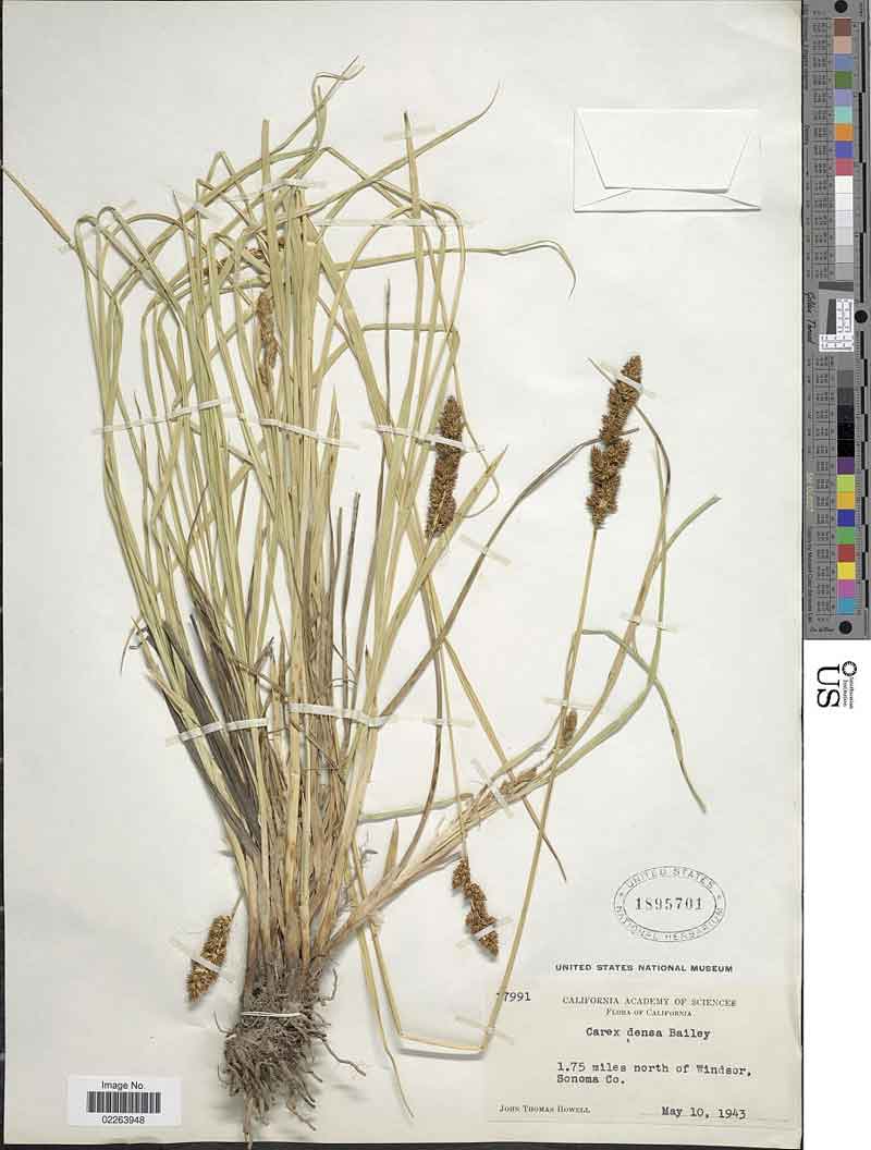 Carex densa
