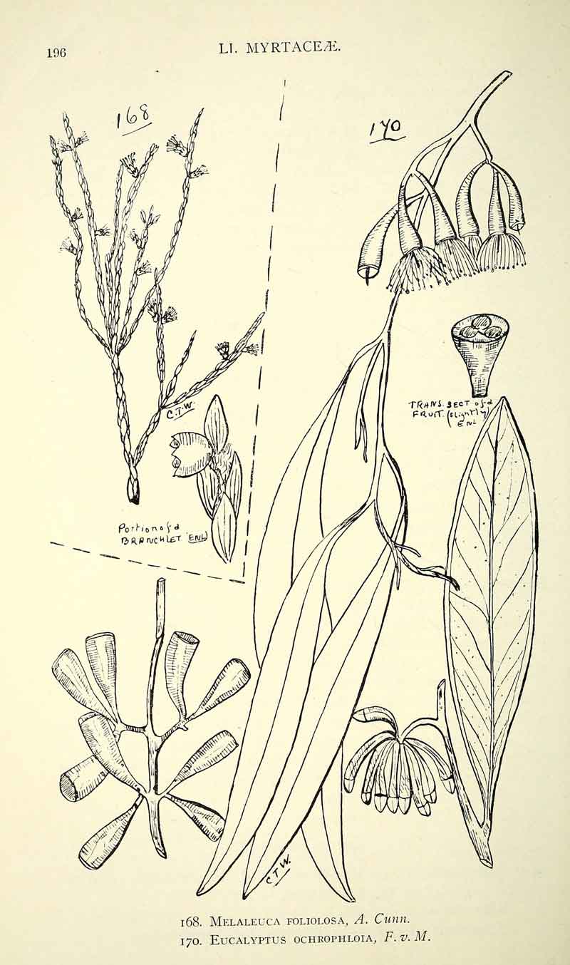 Eucalyptus ochrophloia