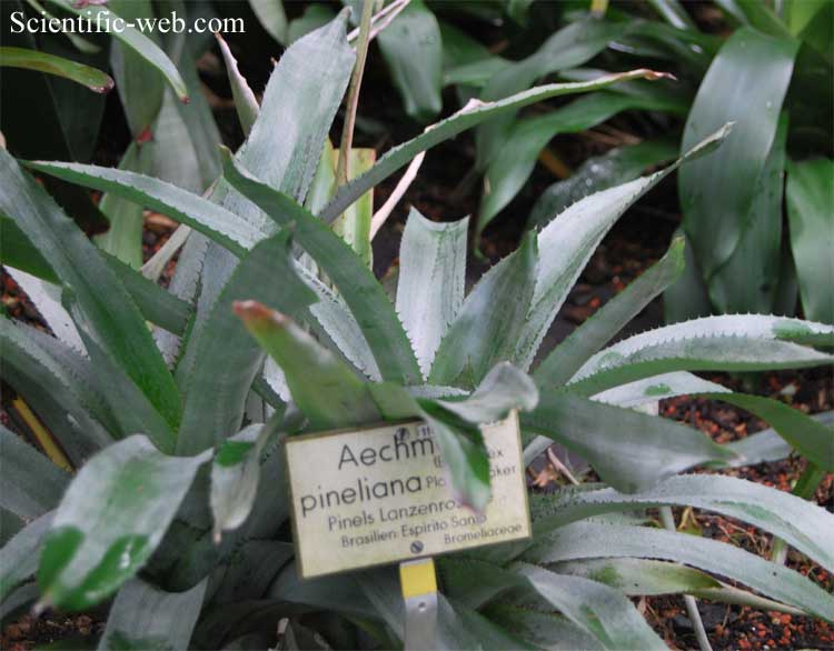 Aechmea pineliana