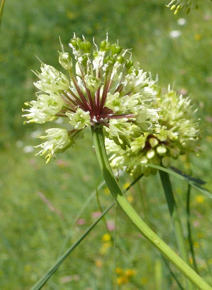 Allium victorialis 