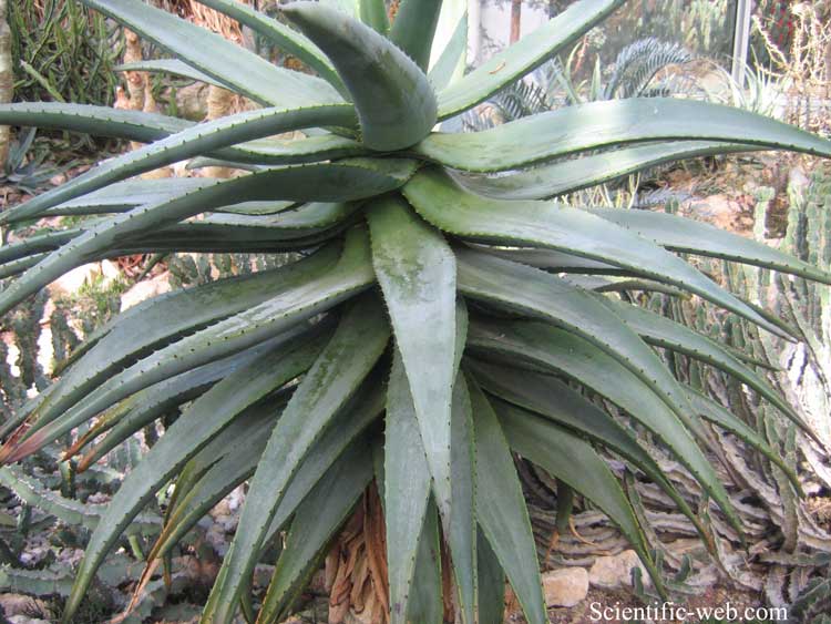 Aloe littoralis