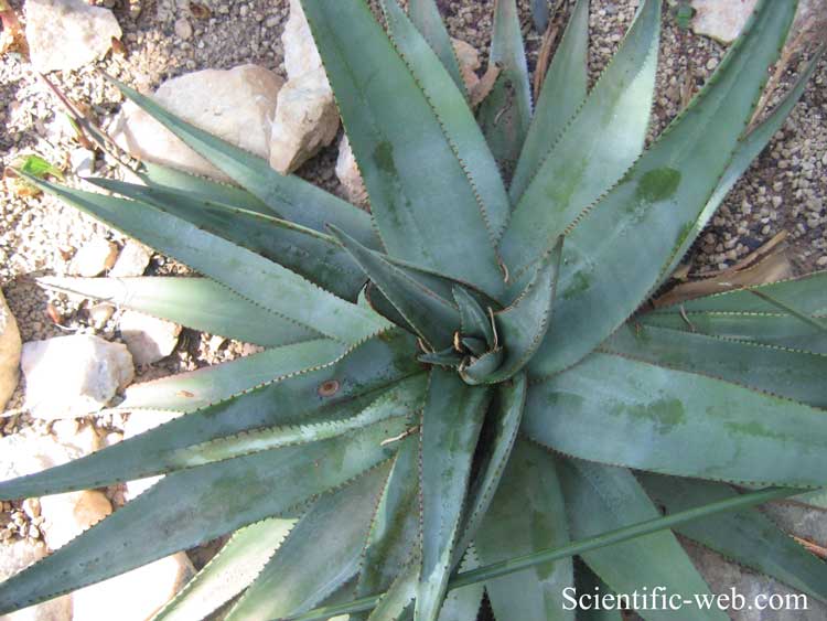 Aloe reitzii