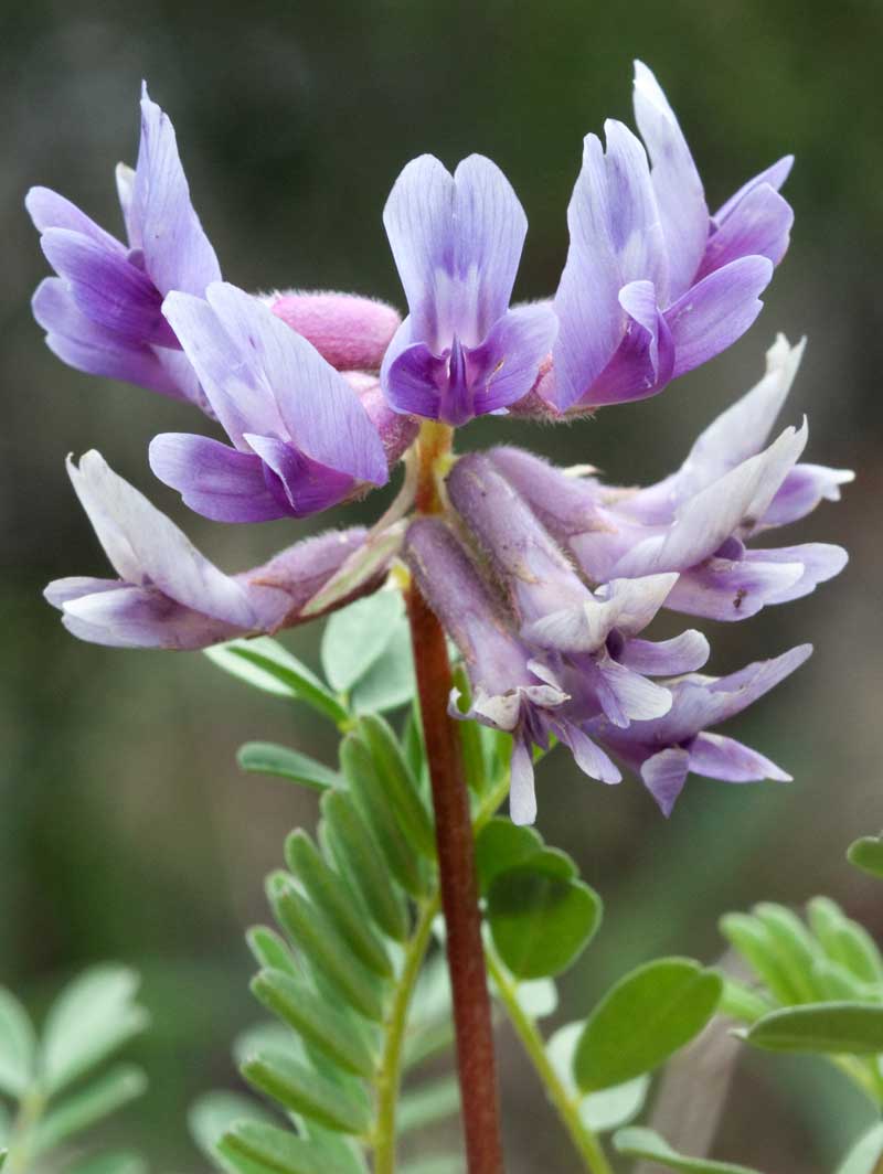 Astragalus bibullatus