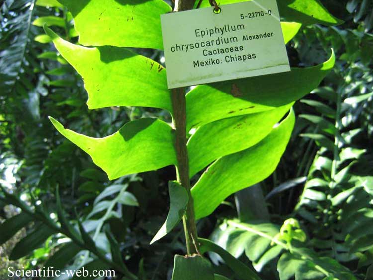 Epiphyllum chrysocardium