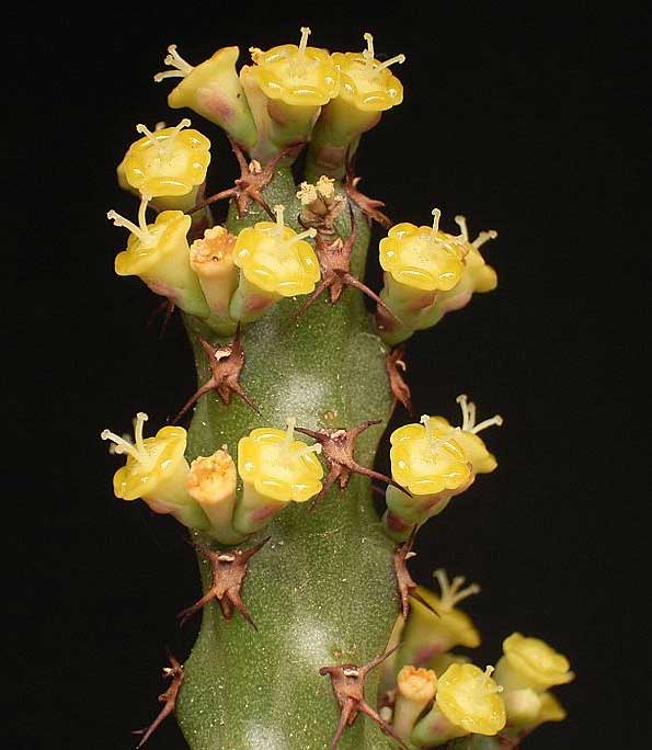 Euphorbia whellanii