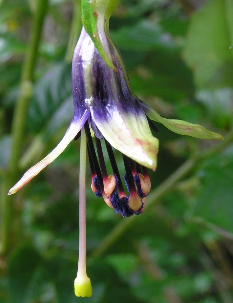 Fuchsia excorticata