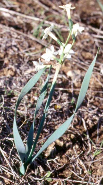 Narcissus × tortifolius