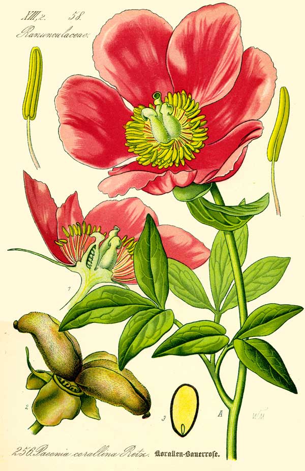 Paeonia mascula