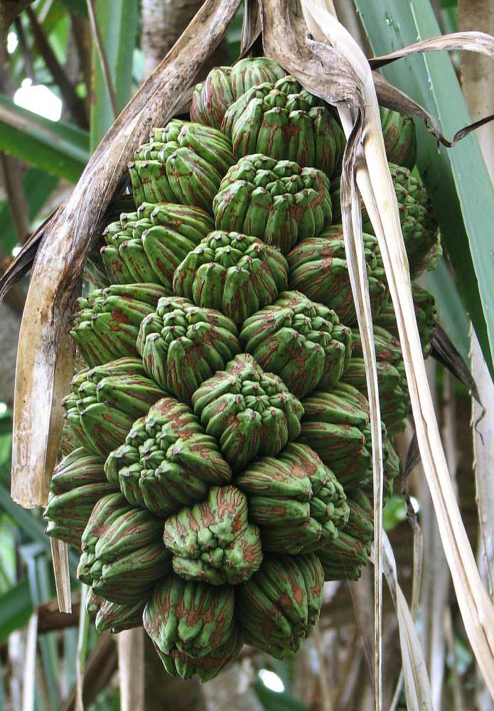 Pandanus tectorius