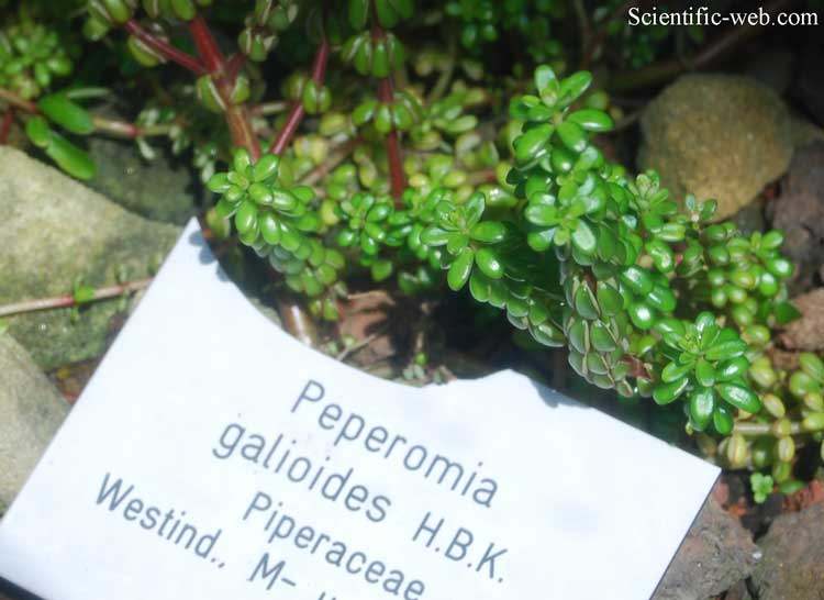 Peperomia galioides