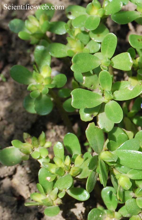 Portulaca oleracea subsp. sativa